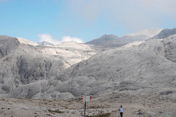 Licheni da determinare